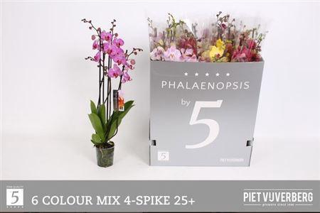 <h4>Phal Gem 6 Kl 4 Tak</h4>