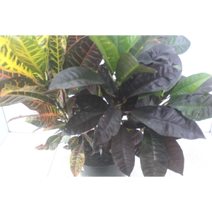 CROTON HIBRIDO PETRA P24