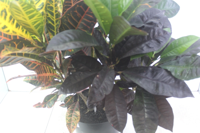 <h4>CROTON HIBRIDO PETRA P24</h4>
