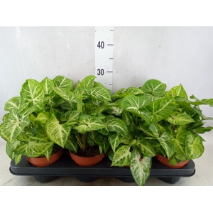 Syngonium  'Arrow'