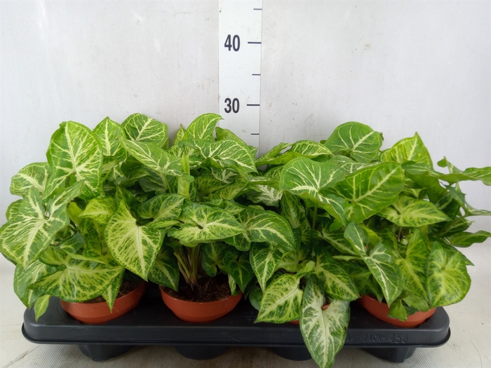 <h4>Syngonium  'Arrow'</h4>