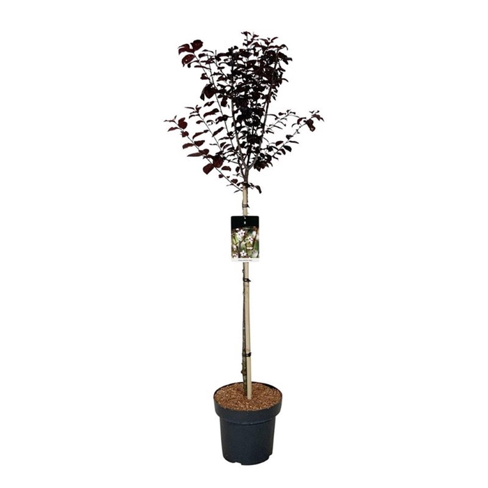 <h4>Prunus cerasifera 'Nigra'</h4>