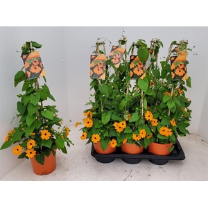 THUNB ORANGE EN BL E