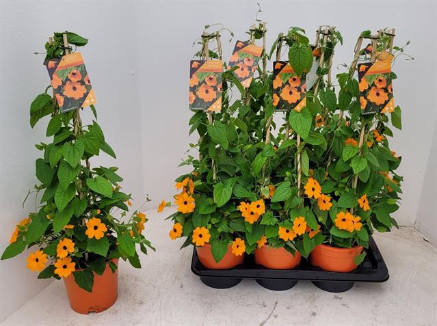 <h4>THUNB ORANGE EN BL E</h4>