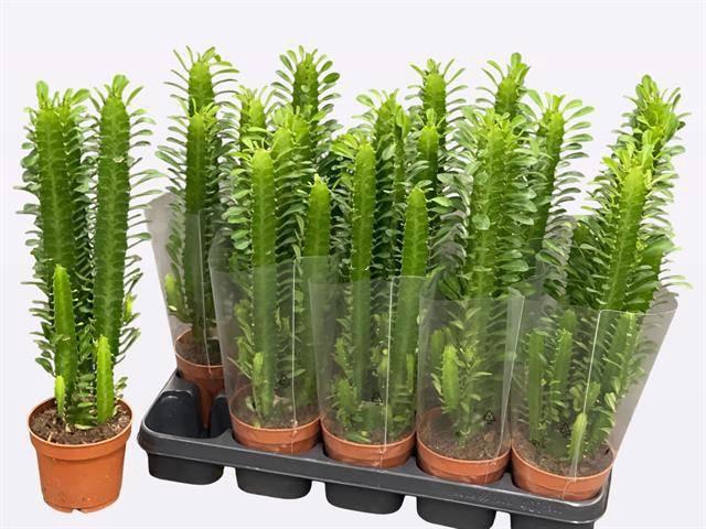 <h4>EUPHOR TRIGONA</h4>