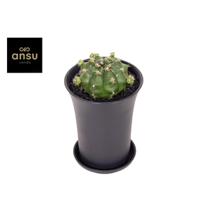 Gymno Cactus 'Froggy' XL