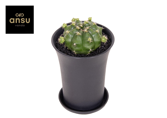 <h4>Gymno Cactus 'Froggy' XL</h4>