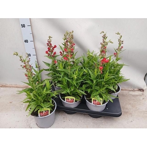 PENST TUB BELLS RED
