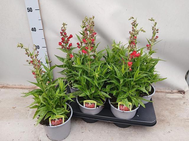 <h4>PENST TUB BELLS RED</h4>