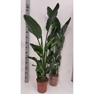 STRELITZIA NICOLAI
