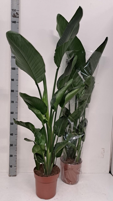 <h4>STRELITZIA NICOLAI</h4>
