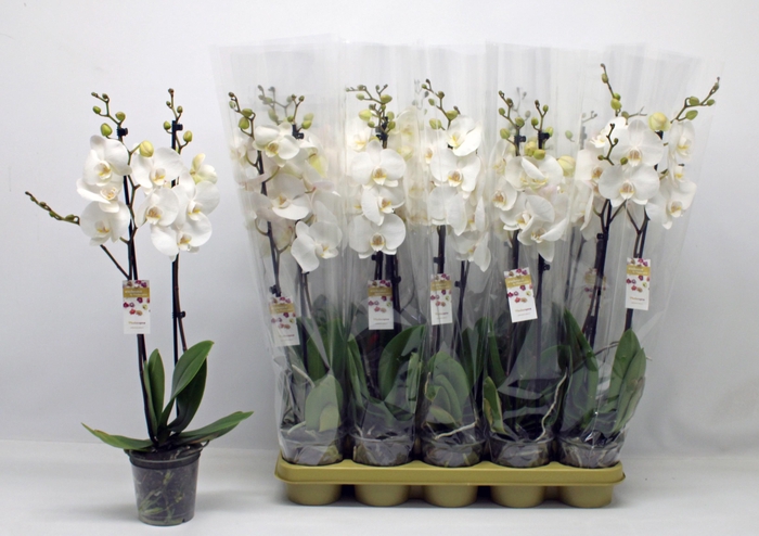 <h4>PHAL OV WIT</h4>