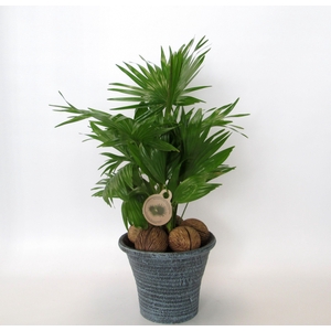 LIVISTONA ROTUNDIFOL