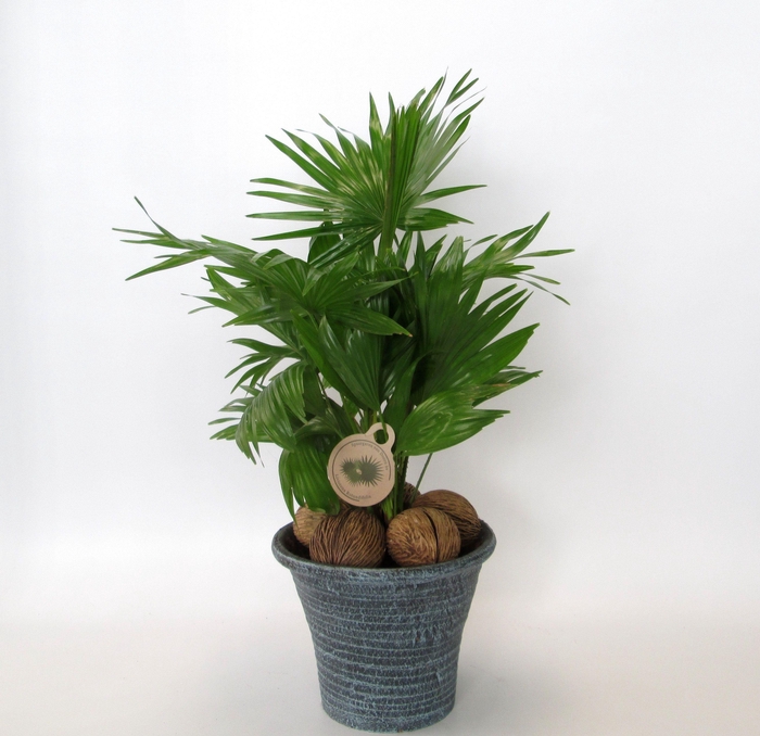 <h4>Livistona in hosta big blauw</h4>