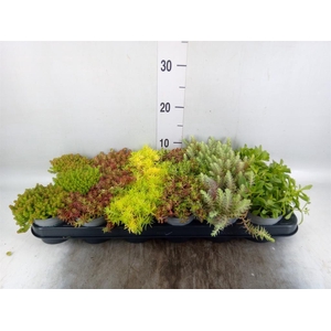 Sedum   ...