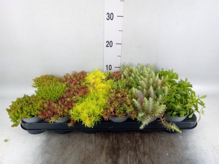 <h4>Sedum   ...</h4>