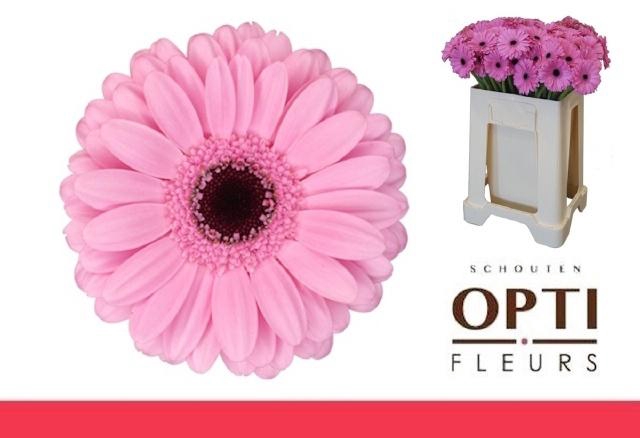 <h4>GE MI TALENT</h4>