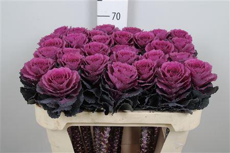 <h4>Brass Elegance</h4>