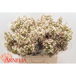 Chamelaucium Morning Delight