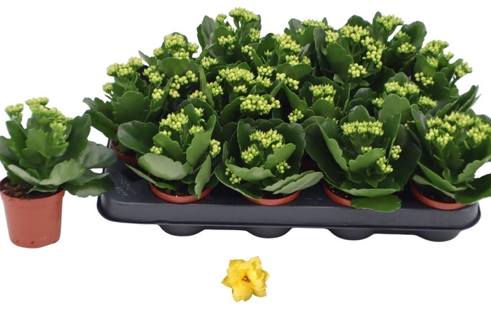 arr8 Kalan B Ge R D Amari