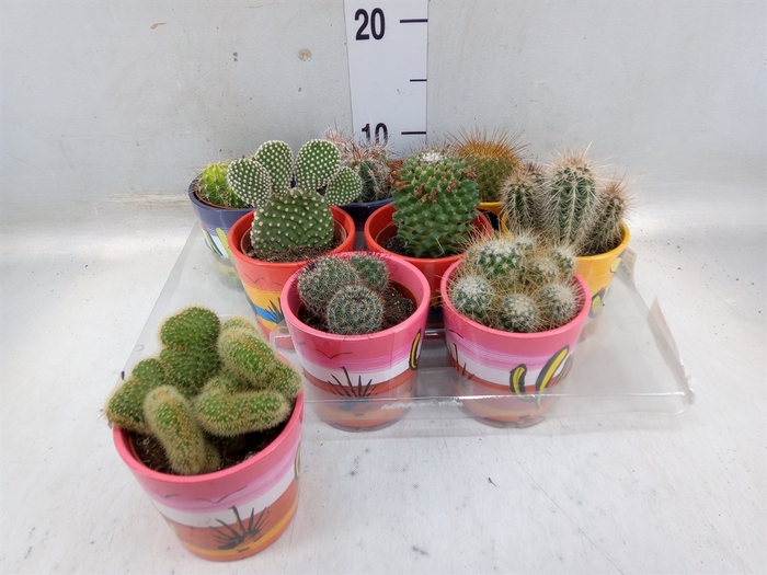 <h4>Cactus   ...</h4>