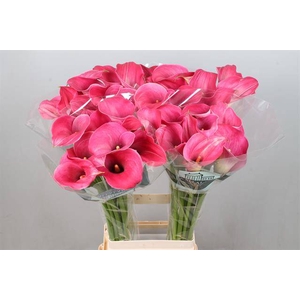 Calla Captain Romance Kallaland