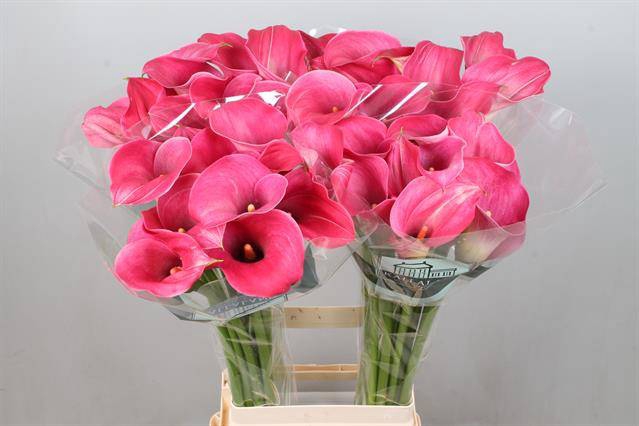 <h4>Calla Captain Romance Kallaland</h4>