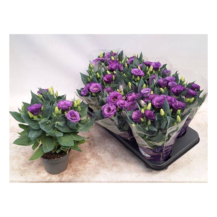 <h4>Eustoma russellianum Julietta Blue 12Ø 30cm</h4>