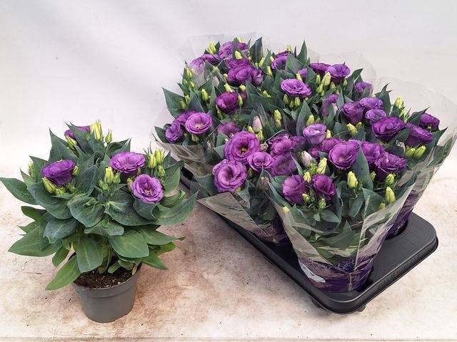 Eustoma russellianum Julietta Blue 12Ø 30cm