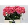 Dahlia Pink Runner