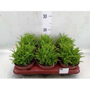Crassula   ...