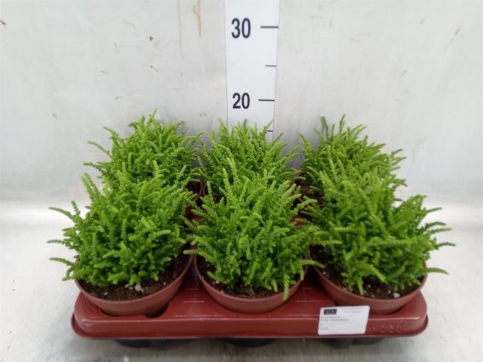 <h4>Crassula   ...</h4>