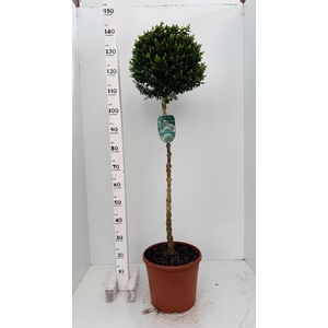 BUXU SEMPERVIRENS