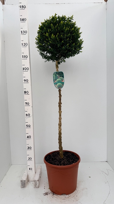 <h4>BUXU SEMPERVIRENS</h4>