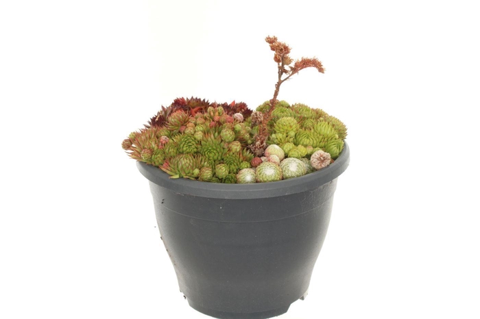 <h4>Sempervivum gemengd</h4>