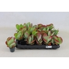 arr8 Kalanchoe Thyrsifl