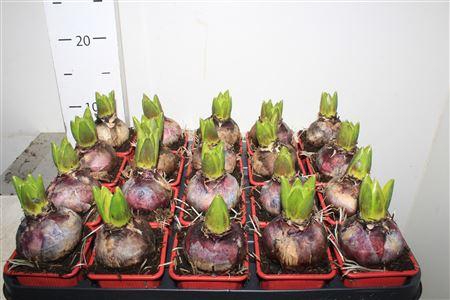 <h4>Hyacin Jan Bos</h4>