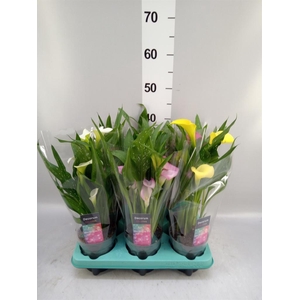 Zantedeschia   ...mix