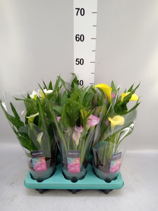 <h4>Zantedeschia   ...mix</h4>