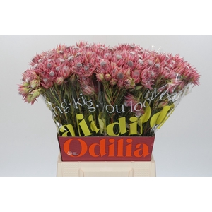Blushing Bride Pink 2/5 Flowers