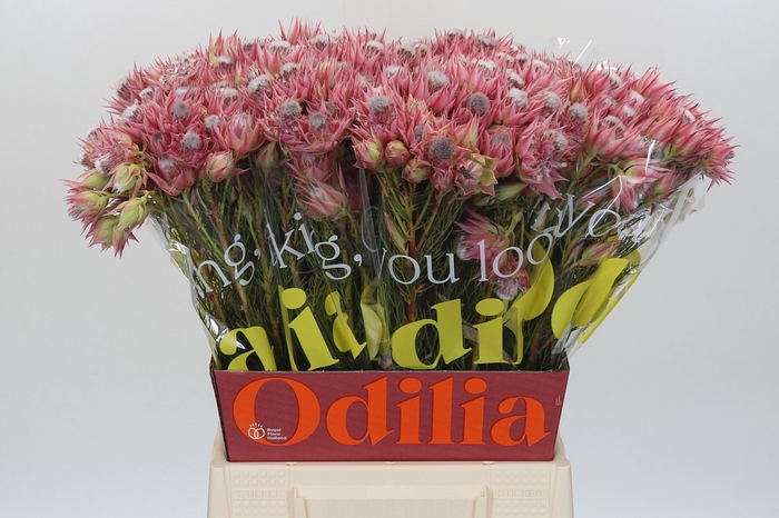 <h4>Blushing Bride Pink 2/5 Flowers</h4>