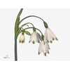 Leucojum Gravitey Giant 566