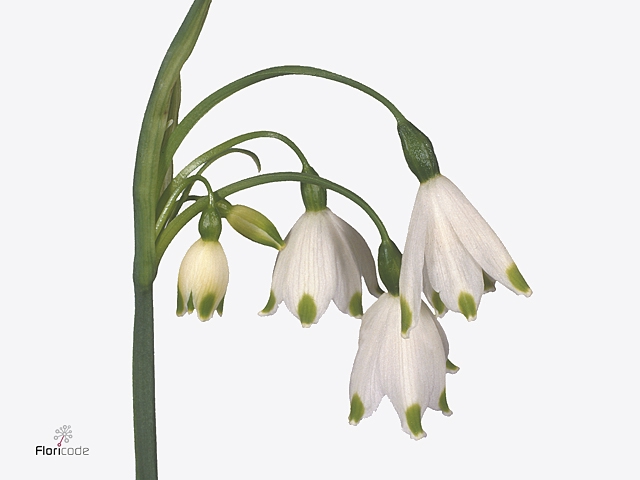 Leucojum Gravitey Giant 566