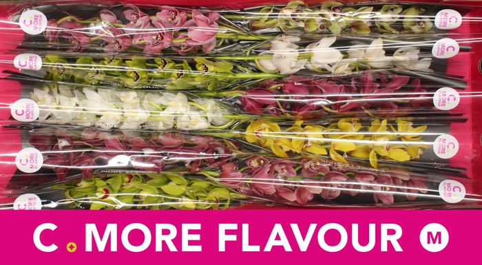 <h4>CYMB MI GEM</h4>