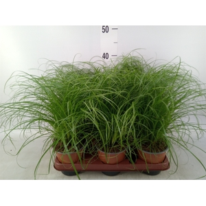 Cyperus alternifolius 'Zumula'