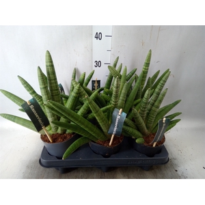 Sansevieria cyl. 'Skyline'