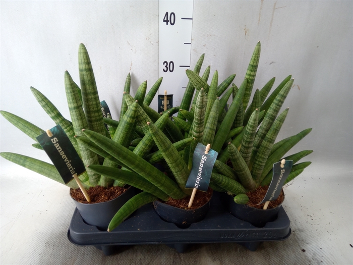 <h4>Sansevieria cyl. 'Skyline'</h4>