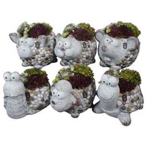 PTS7481 Arrangementen Sempervivum
