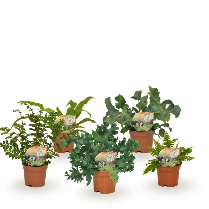 <h4>Varenmix - minimaal 5 soorten</h4>