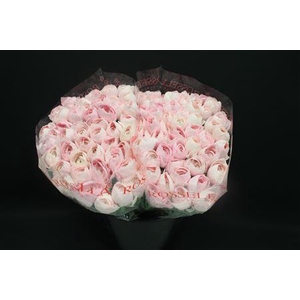 Cloni X Pink Hanoi X100